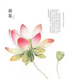 　 —— 成都插画师罗雨舒的作品
 荷花（Lotus）：荷花又名莲花、水芙蓉等。其出污泥而不染之品格恒为世人称颂。 “接天莲叶无穷碧，映日荷花别样红。”就是对荷花之美的真实写照。荷花是印度和越南的国花。