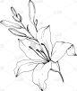 时尚,分离着色,百合花,野花,壁纸,植物群,涂料,春天,复古