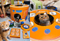 gift Packaging gift design Pet branding  Cat dog brand identity pet branding petgifts