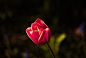 tulip-spring-sun-flower-d9ee346afe0a94d3a8dc77719ee0d94c.jpg (3888×2600)