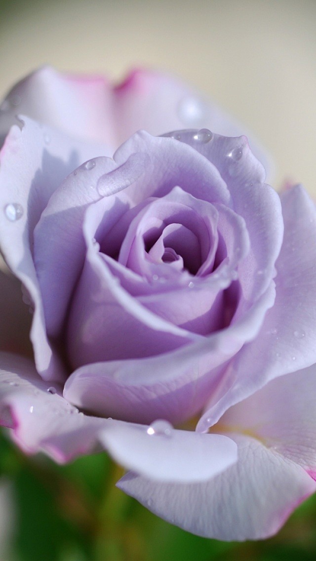 紫玫瑰 #花#