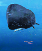 Seals, whales and Penguins : たくさんのふしぎ