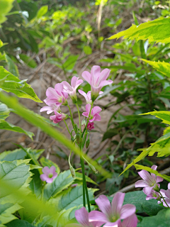 幸福小街采集到花