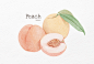 Chubby Fruits : digital color pencil