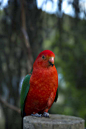 鹦形目·鹦鹉科·王鹦鹉属：澳洲王鹦鹉