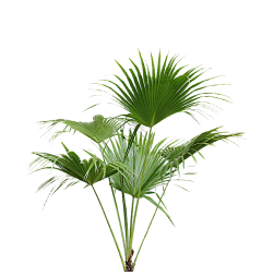 tsprite采集到Z————植物类素材