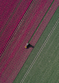 The Tulip Series : Dutch Tulip Farmers grow around two billion tulips every year. The Flowers come into full bloom for three to four weeks a year, between April and May. Once the tulips are in full bloom, the farmers run cutting machines through their fie