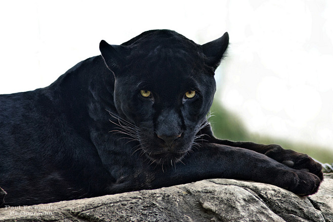 Black Jaguar Gazes a...