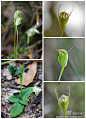 悉尼野花：绿帽子兰，Greenhood (Pterostylis sp.)。小型地生兰，长在林下砂质土壤上。这个属主要分布在南半球的澳大利亚、新西兰、巴布亚新几内亚和新喀里多尼亚。长成这个样子是为了逼迫昆虫传粉，昆虫进去很容易出来就必须爬着出来，花粉就被粘到身上了。