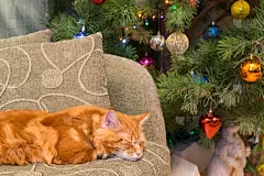 缅因猫品种的可爱小红猫睡在沙发上_5124246552