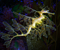 Leafy Sea Dragon by starlightspell on deviantART