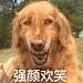 qq表情去包,狗狗表情包,搞笑表情包