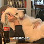 微博 – 随时随地发现新鲜事