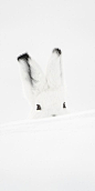 Vincent Munier  Solitude - lièvre arctique