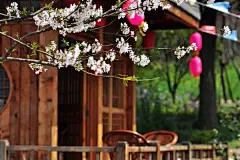 无锡清明旅游：无锡鼋头渚樱花节_参加_报名_门票_无锡沙龙_无锡讲座_无锡画展_无锡活动__大活动网dahuodong.com