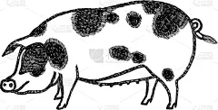 格洛斯特郡,猪,古老的,斑点,动物手,农业,哺乳纲,动物,绘制,复古