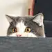 嘻嘻233333333