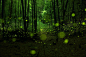 盛夏森林里的光圈图片