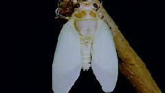 蝉的蜕变 セミの羽化 Cicada Sk...