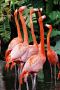 flamingos