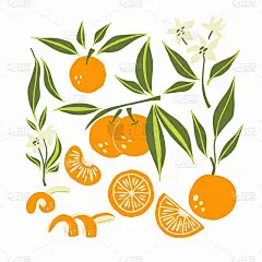 普通话。奇异的热带柑橘类新鲜水果，整个多汁的橘子与绿叶和花，切片和橘皮，矢量卡通极简主义风格孤立插图
