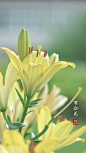 #摄影（花）#
