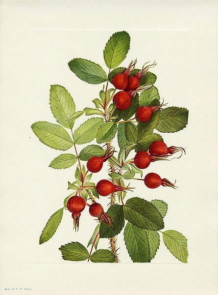 刺梅果