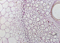 显微镜下的细胞图片