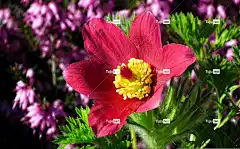 白蜡花 花壁纸 花 红色的 美丽的花朵 春天 花卉背景 花园