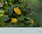 花语之七百九十一 <wbr> <wbr>佛手