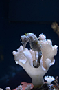 beautys-divine-awakening:
“ expression-venusia:
“ Seahorse ✿ #ocean li Expression”
hotteaandoranges
”