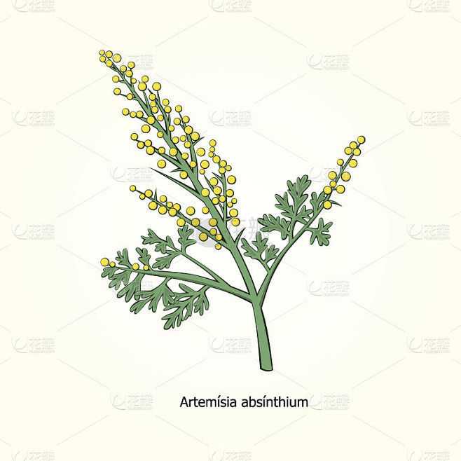 Wermutkraut Samen – Artemisia Absinthium L., 2000 Samen, Für Kräutergarten & Absinth-Herstellung