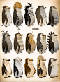 penguins_floriane_16