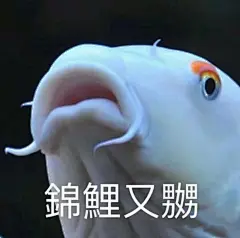锦鲤今日用咗未？粤语表情包真的可以为所欲为