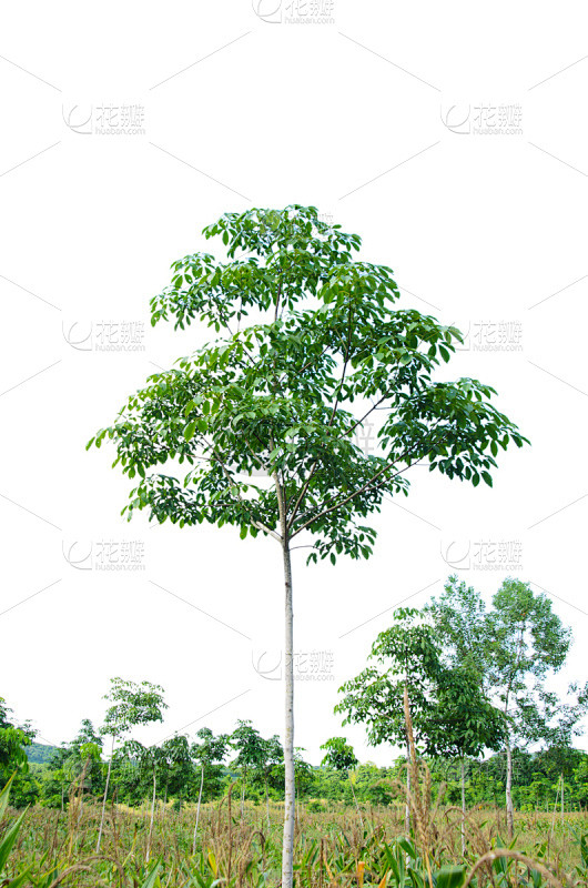 橡胶树,自然,垂直画幅,无人,乳胶,白色,植物,农场,农业,白昼