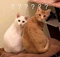 微信 QQ 搞笑 表情包 哈哈 (3456)