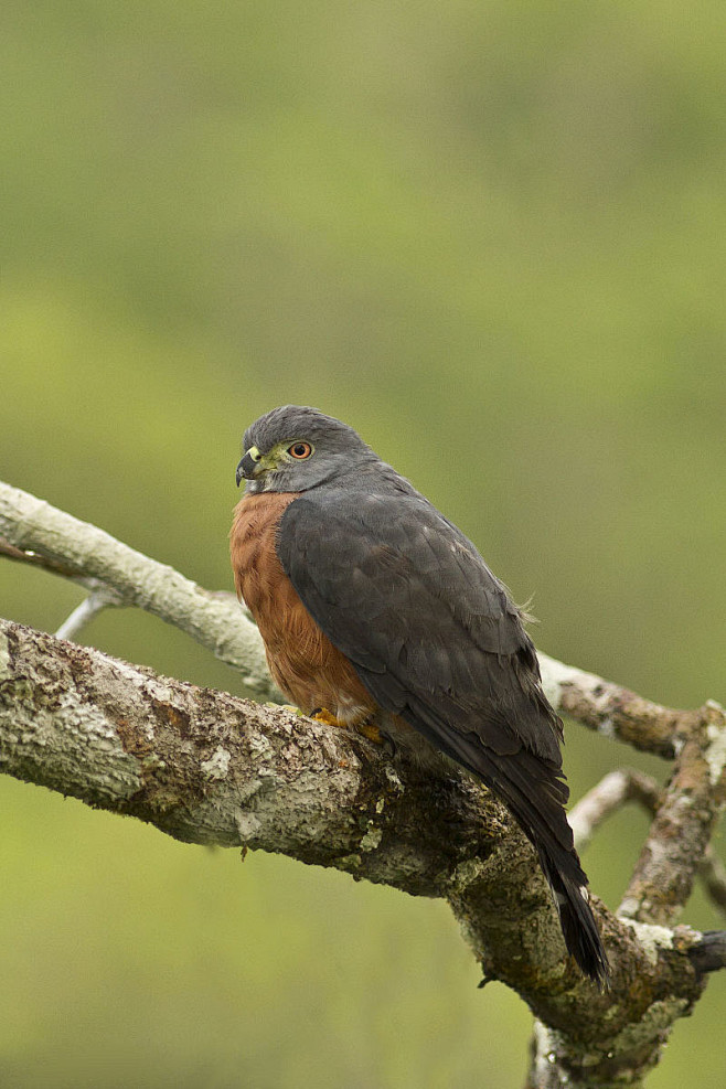 whonly采集于2018-03-12 10:43:30鹰形目·鹰科·钩嘴鸢属:钩嘴鸢万鸟