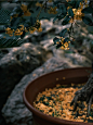 雨打桂花落，满地都是秋