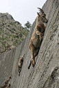 Alpine Ibexes climb nearly 90 degree angles to lick ice
