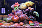 2011年封缸之作（3.12 P4大量更新微距照片） - 软珊瑚礁岩生态缸(LPS Reef Tank) - CMF海水观赏鱼论坛 - Powered by Discuz!