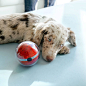 Pebby : Advanced pet sitting robot