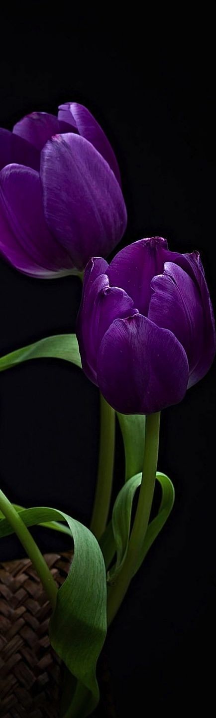 紫色郁金香 