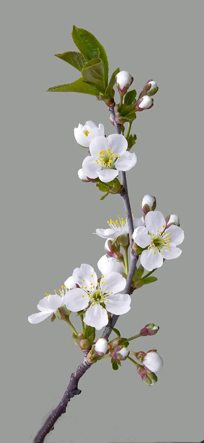 《花之戀戀》