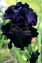Black Iris | Cool Places