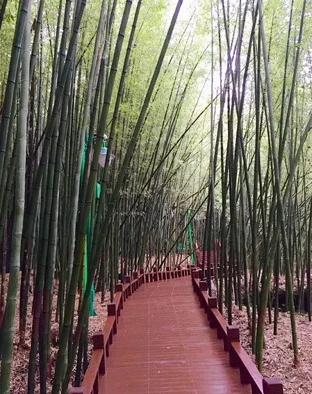 景观栈道，带你走入风景绝佳处