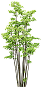 arbre,tubes,png