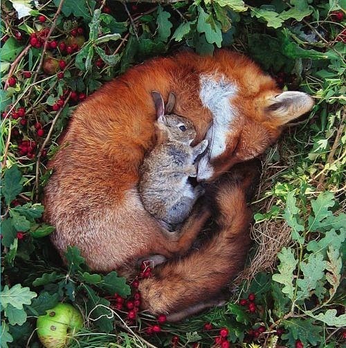 Fox and bunny :-))