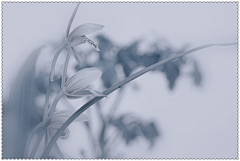 琉璃槛采集到兰生系列赠浮云掠影：慢慢想，想好一瓣 开一瓣 。