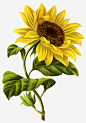 手绘卡通向日葵高清素材 向日葵 太阳花 花卉 黄色花 免抠png 设计图片 免费下载