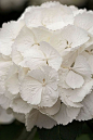 Hydrangea macrophylla ‘snowball’